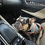 Muddy joined the competition — help win amazing prizes! dog, french_bulldog, car_interior, seat, pet, animal, leather, window, door, vest, sleepy, resting, closeup, companion, domestic_animal, cute, canine, transportation, relaxed, indoor
