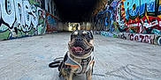 Muddy is registered to the contest to win money with this photo: dog, puppy, harness, graffiti, tunnel, urban, street_art, concrete, happy, tongue_out, outdoor, daylight, leash, colorful, playful, small_dog, canine, muzzle, sitting, wide_angle