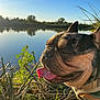Muddy is registered to the contest to win money with this photo: dog, french_bulldog, tongue_out, outdoor, lake, water, grass, plants, sunlight, nature, sunny, pet, animal, close_up, happy, panting, daytime, reflection, scenery, canine