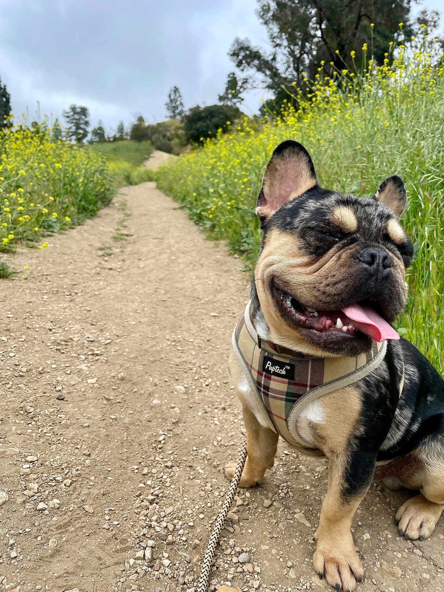 Muddy joined the competition — help win amazing prizes! dog, french_bulldog, outdoor, path, dirt, plants, yellow_flowers, nature, pet, leash, happy, tongue_out, sitting, close_up, canine, animal, daytime, cloudy_sky, grass, smiling
