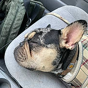 Muddy is registered to the contest to win money with this photo: dog, sleeping, car_seat, harness, close_up, canine, pet, resting, fur, plaid, travel, interior, seat, relaxed, animal, companion, domestic, nap, ear, side_view