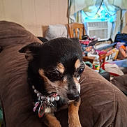 Baby Bella is registered to the contest to win money with this photo: air_conditioner, animal, brown_couch, chihuahua, clutter, collar, couch, curtains, dog, ears, fur, furniture, household, indoor, necklace, paws, pet, small_dog, tags, window