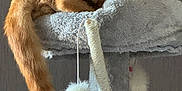 Waffle joined the competition — help win amazing prizes! animal, cat, cat_tree, comfortable, cozy, feline, fur, indoor, nap, orange, perch, pet, relaxation, resting, sleeping, soft, tabby, tail, toy, whiskers