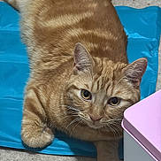 Waffle is registered to the contest to win money with this photo: animal, blue_mat, box, carpet, cat, closeup, curious, cute, domestic_cat, feline, fur, ginger_cat, indoor, laying_down, looking_at_camera, mammal, pet, relaxed, tabby, whiskers