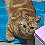 Waffle is registered to the contest to win money with this photo: animal, blue_mat, box, carpet, cat, closeup, curious, cute, domestic_cat, feline, fur, ginger_cat, indoor, laying_down, looking_at_camera, mammal, pet, relaxed, tabby, whiskers
