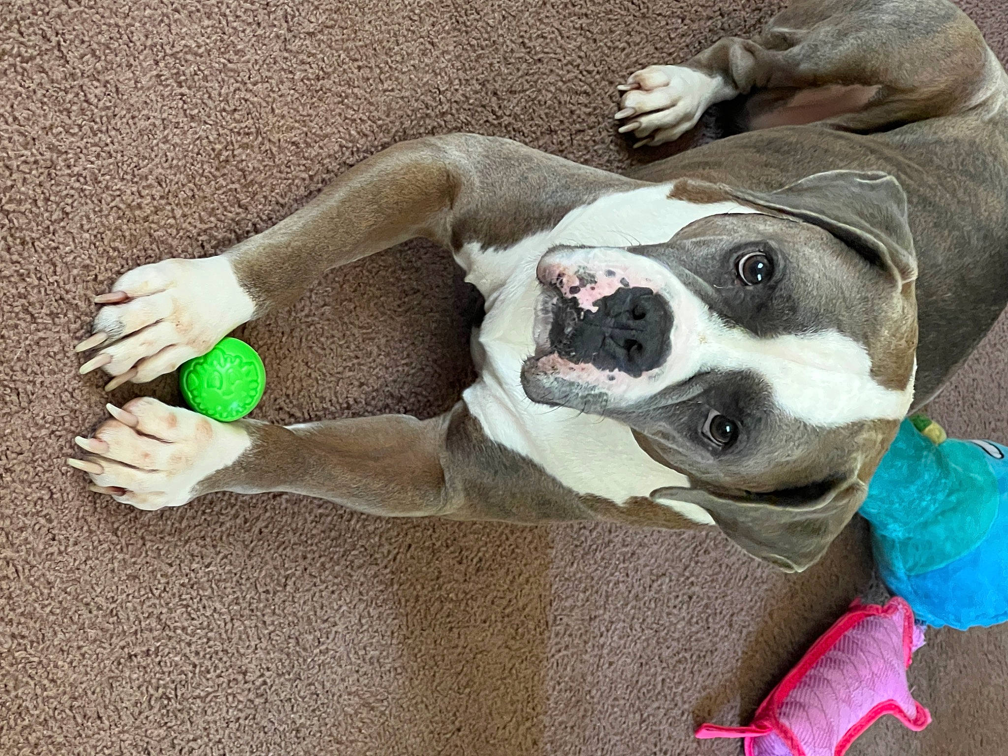 Ivory is registered to the contest to win money with this photo: carnivore, collar, comfort, companion_dog, dog, dog_breed, dog_collar, dog_supply, fawn, foot, leash, mammal, paw, pet_supply, selfie, snout, sporting_group, toy, whiskers, working_animal