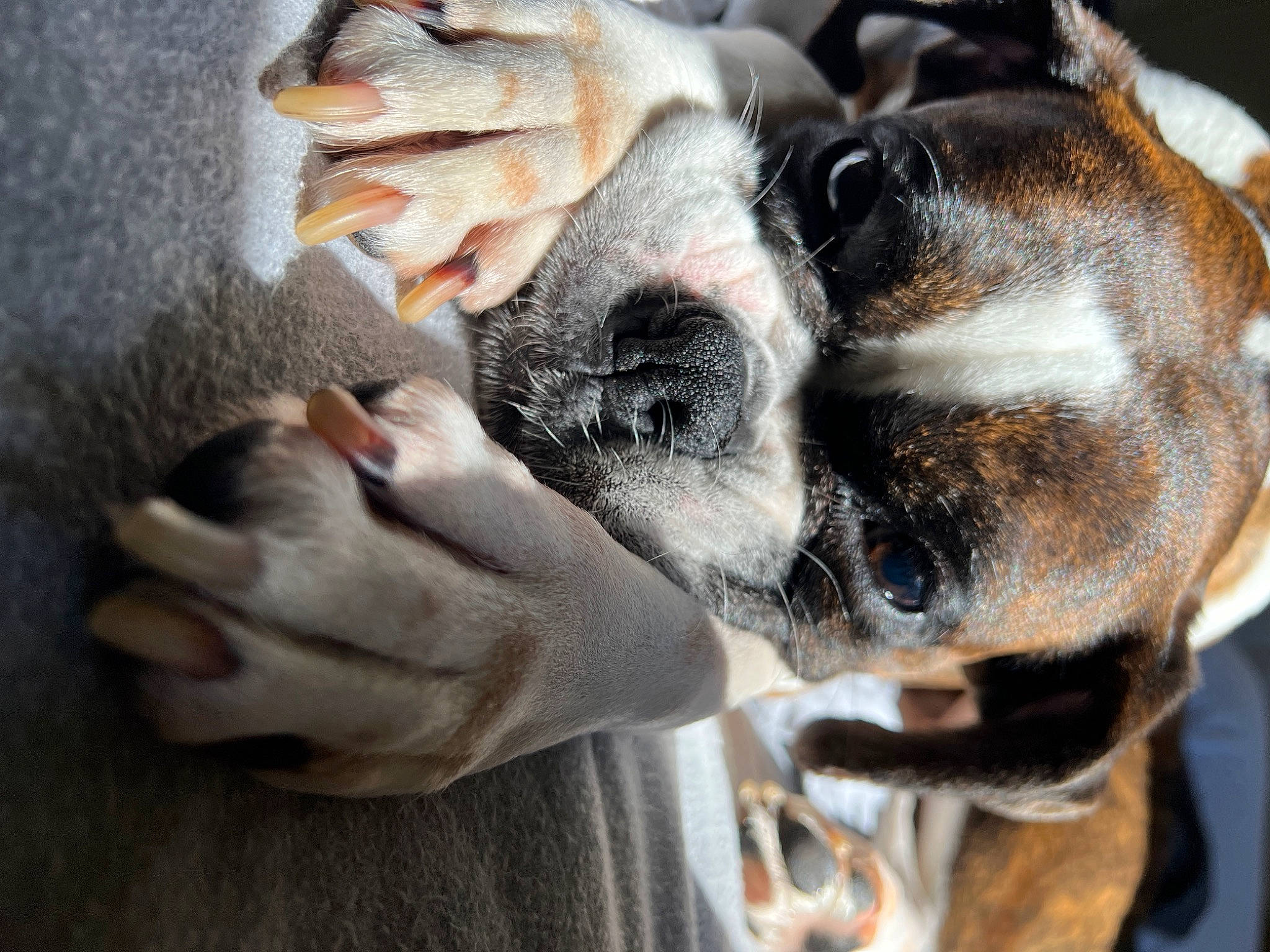 Dana joined the competition — help win amazing prizes! canidae, carnivore, claw, collar, companion_dog, dog, dog_breed, dog_collar, ear, fawn, fur, gesture, guard_dog, hand, paw, puppy_love, snout, sporting_group, whiskers, working_animal