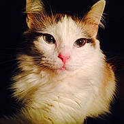 Seraphina is registered to the contest to win money with this photo: aegean_cat, cat, cat_like_mammal, close_up, domestic_long_haired_cat, domestic_short_haired_cat, european_shorthair, eye, face, fauna, fur, kitten, norwegian_forest_cat, nose, organ, small_to_medium_sized_cats, snout, turkish_angora, turkish_van, whiskers