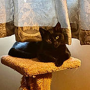 Maleficent is registered to the contest to win money with this photo: black_cat, cat, indoor, pet, feline, curtains, yellow_eyes, cat_perch, cozy, relaxing, animal, domestic_cat, fur, resting, looking, window, home, soft_light, texture, closeup