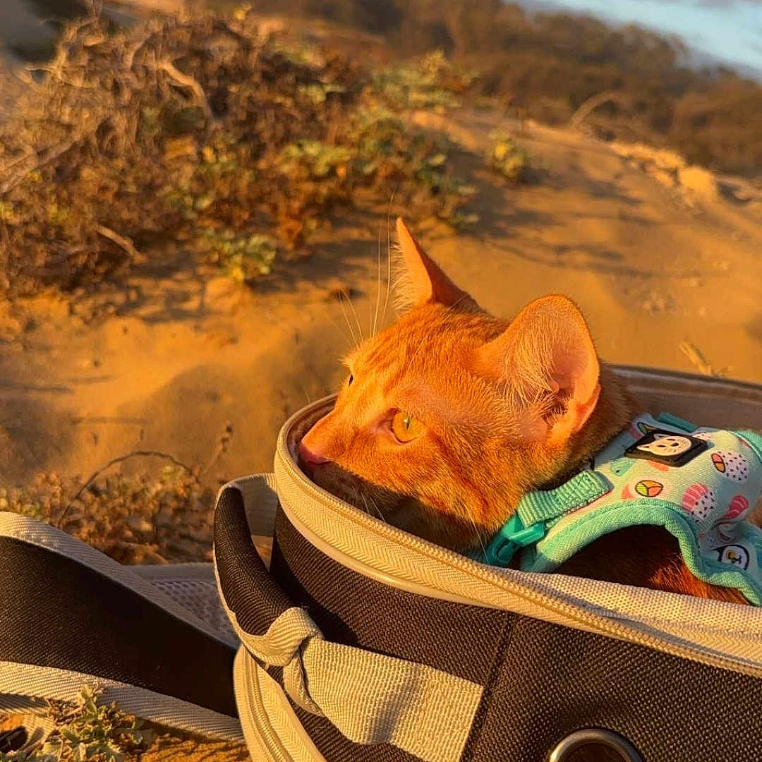 Mango joined the competition — help win amazing prizes! animal, bag, baggage, beach, cat, coast, face, fun, head, nature, outdoors, person, pet, photography, portrait, rock, sea, shoreline, soil, water
