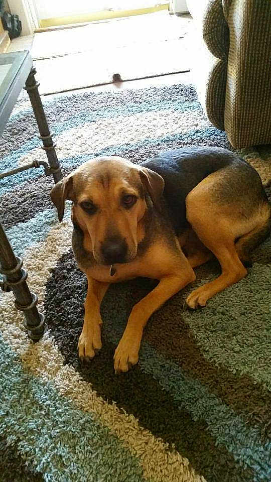Lulu