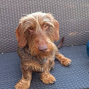 Mousse a rejoint le concours — aidez-le/la à gagner de superbes lots ! basset_fauve_de_bretagne, bosnian_coarse_haired_hound, carnivoran, dog, dog_breed, dog_like_mammal, hunting_dog, otterhound, picardy_spaniel, sporting_group, sussex_spaniel, wirehaired_pointing_griffon