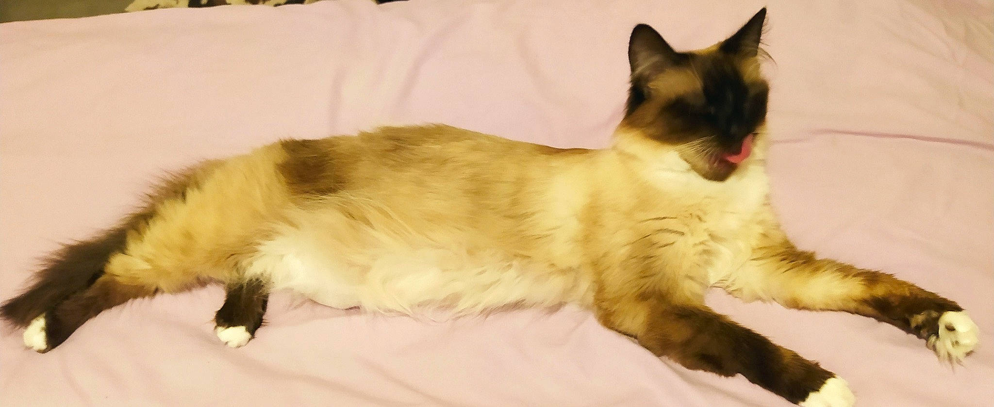 Duchesse a rejoint le concours — aidez-le/la à gagner de superbes lots ! balinese, birman, carnivore, cat, domestic_long_haired_cat, fawn, felidae, himalayan, javanese, kitten, mammal, ragdoll, siamese, small_to_medium_sized_cats, snowshoe, tail, thai, tonkinese, vertebrate, whiskers