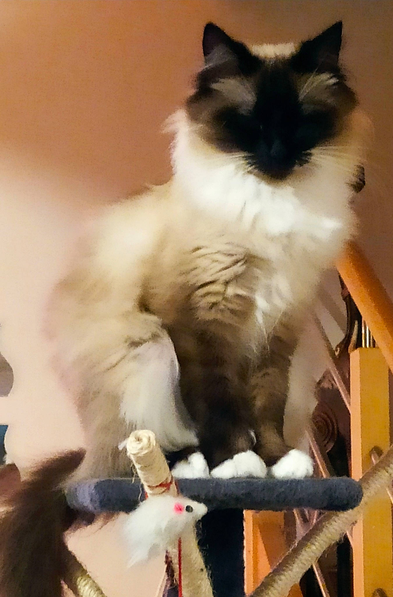 Duchesse participe au concours pour gagner de l'argent avec cette photo : balinese, birman, british_semi_longhair, carnivore, cat, domestic_long_haired_cat, felidae, himalayan, kitten, mammal, norwegian_forest_cat, ragamuffin, ragdoll, small_to_medium_sized_cats, snowshoe, whiskers