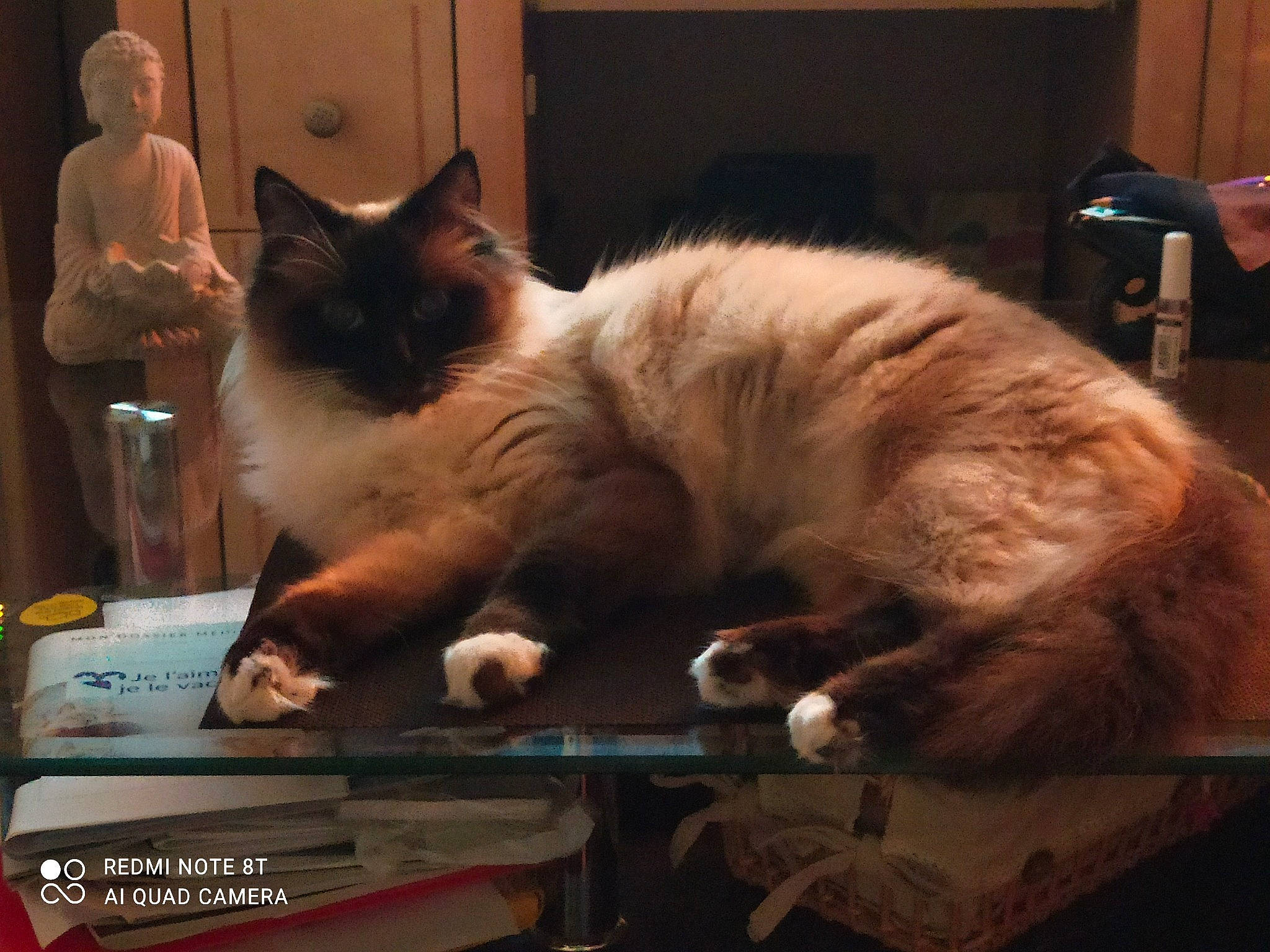 Duchesse participe au concours pour gagner de l'argent avec cette photo : carnivore, cat, comfort, felidae, fur, mammal, siamese, small_to_medium_sized_cats, tail, vertebrate, whiskers