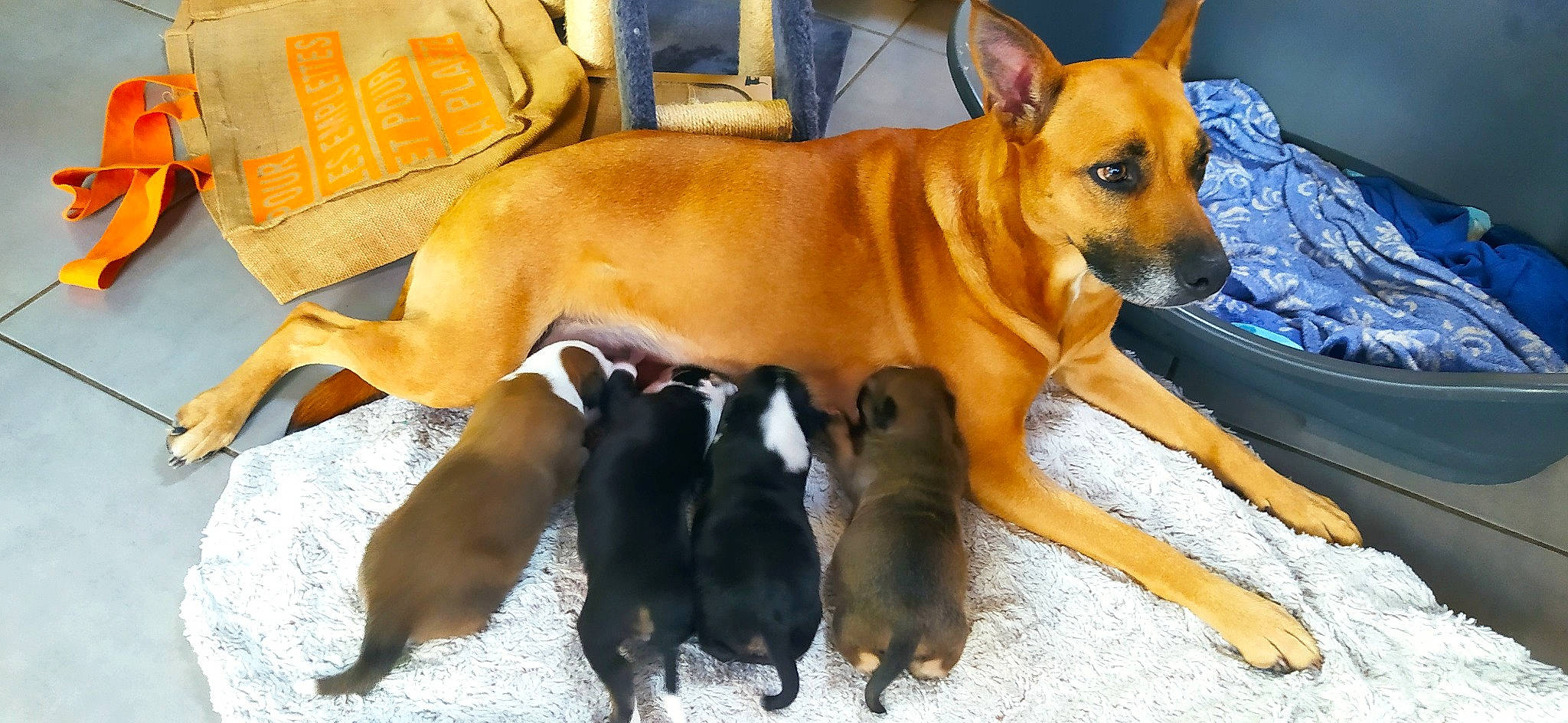 Valloir a rejoint le concours — aidez-le/la à gagner de superbes lots ! ancient_dog_breeds, canidae, carnivore, companion_dog, dog, dog_breed, fawn, hound, hunting_dog, non_sporting_group, paw, sporting_group, tail, terrestrial_animal, toy_dog, whiskers, working_animal, working_dog