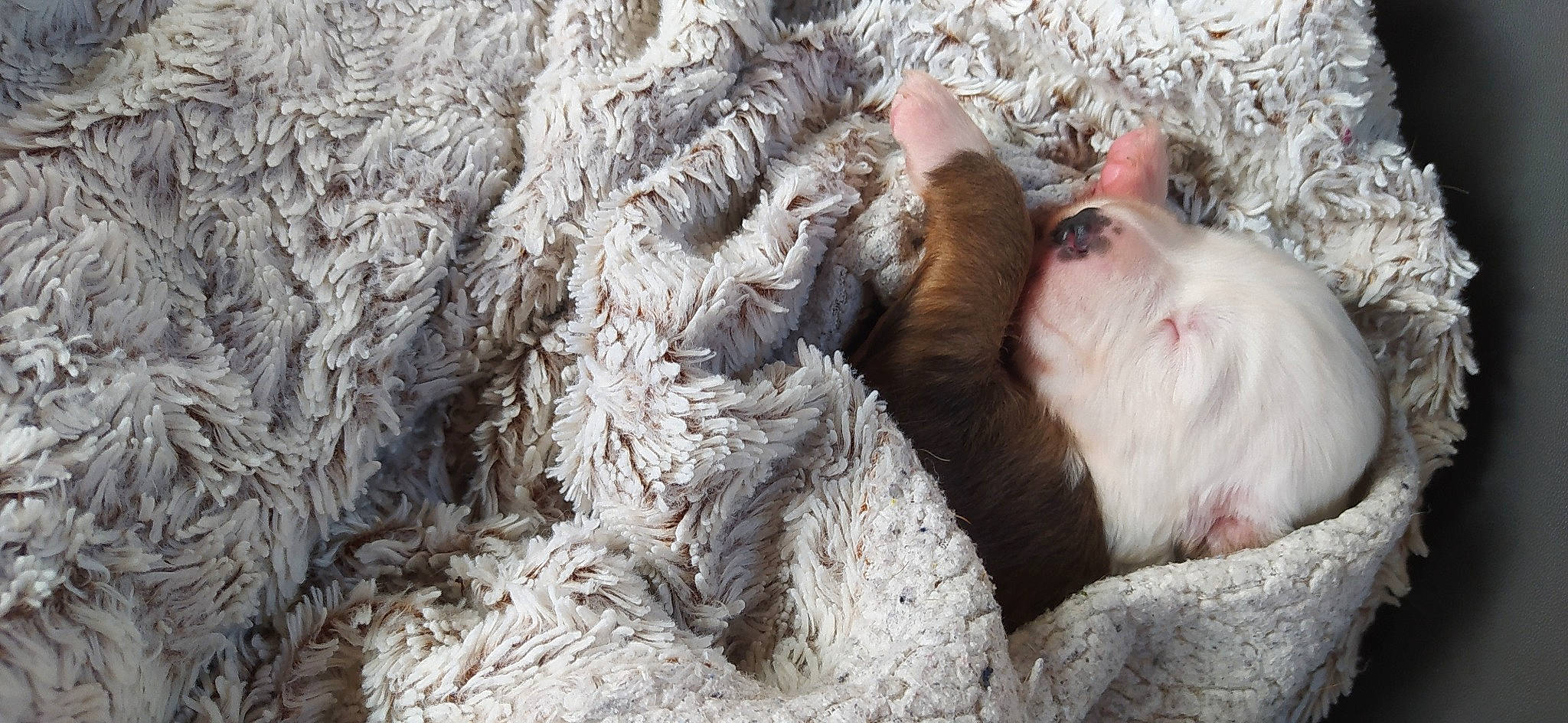 Valloir a rejoint le concours — aidez-le/la à gagner de superbes lots ! canidae, carnivore, companion_dog, dog_breed, domestic_pig, fawn, fur, liver, livestock, paw, sheep, snout, sporting_group, suidae, terrestrial_animal, whiskers, wildlife, wood, working_animal