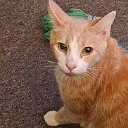 Mickey joined the competition — help win amazing prizes! cat, orange_cat, white_cat, pet, animal, feline, carpet, toy, indoor, cute, whiskers, ears, eyes, fur, paw, looking, sitting, curious, domestic_cat, closeup