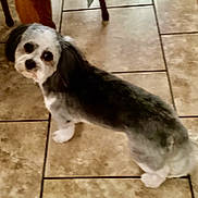 Prince joined the competition — help win amazing prizes! accessories, affenpinscher, animal, beagle, bulldog, canine, cockerspaniel, dog, eskimodog, hound, leash, papillon, pet, poodle, puppy, slate, strap, terrier, tile, whitedog