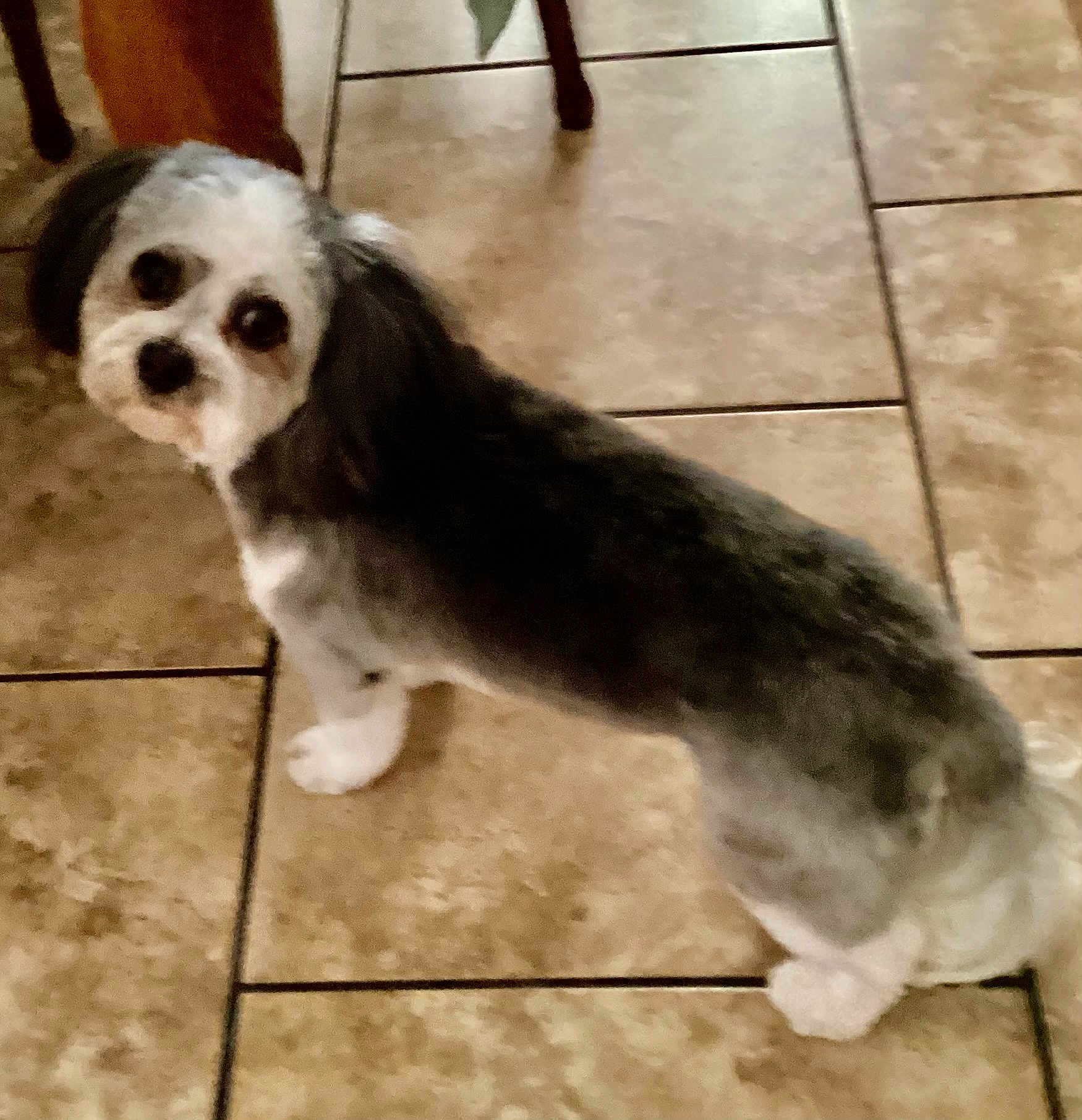 Prince joined the competition — help win amazing prizes! accessories, affenpinscher, animal, beagle, bulldog, canine, cockerspaniel, dog, eskimodog, hound, leash, papillon, pet, poodle, puppy, slate, strap, terrier, tile, whitedog