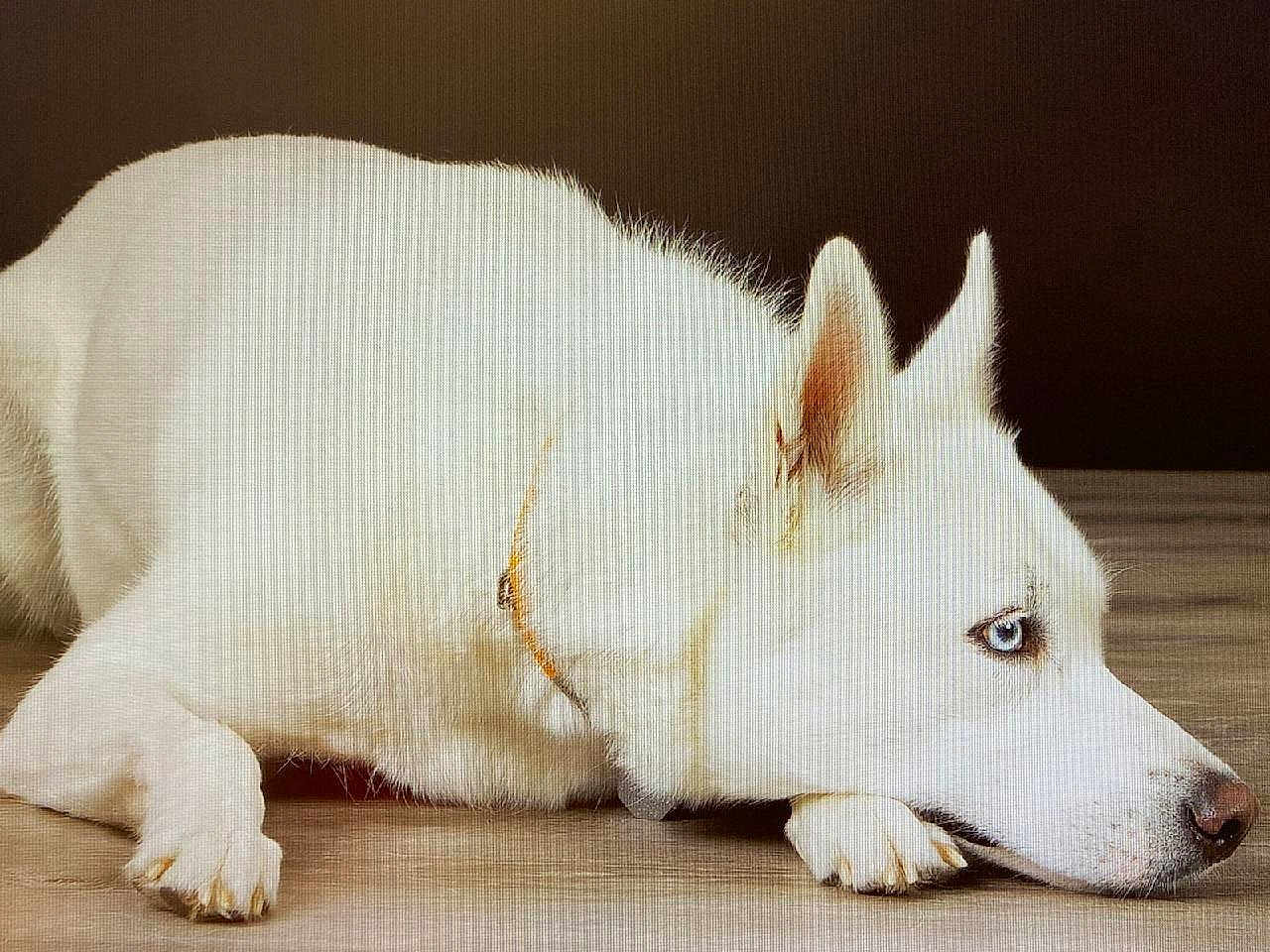 Scout joined the competition — help win amazing prizes! animal, blue_eyes, calm, canine, dog, domestic_animal, ears, floor, fur, indoor, looking_away, lying_down, muzzle, paws, pet, quiet, relaxed, resting, side_view, white_dog