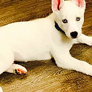 Scout joined the competition — help win amazing prizes! alert, animal, blue_eyes, canine, collar, cute, dog, domestic_animal, ears, floor, fur, indoor, laying_down, looking_at_camera, pet, puppy, resting, white_dog, wooden_floor, young_dog