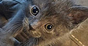 Church is registered to the contest to win money with this photo: kittens, cats, kitten, feline, pet, animal, close_up, portrait, wide_eyed, whiskers, ears, fur, gray_cat, brown_cat, couch, indoors, cozy, curious, cute, photography