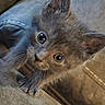 kittens, cats, kitten, feline, pet, animal, close_up, portrait, wide_eyed, whiskers, ears, fur, gray_cat, brown_cat, couch, indoors, cozy, curious, cute, photography