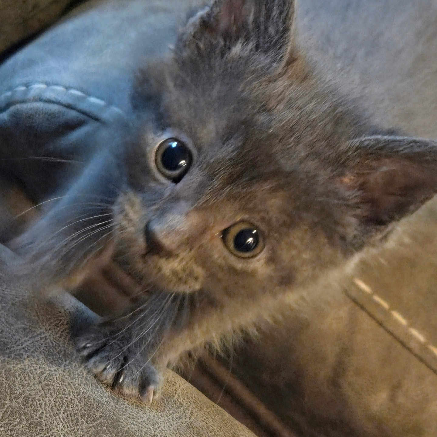 Church is registered to the contest to win money with this photo: kittens, cats, kitten, feline, pet, animal, close_up, portrait, wide_eyed, whiskers, ears, fur, gray_cat, brown_cat, couch, indoors, cozy, curious, cute, photography