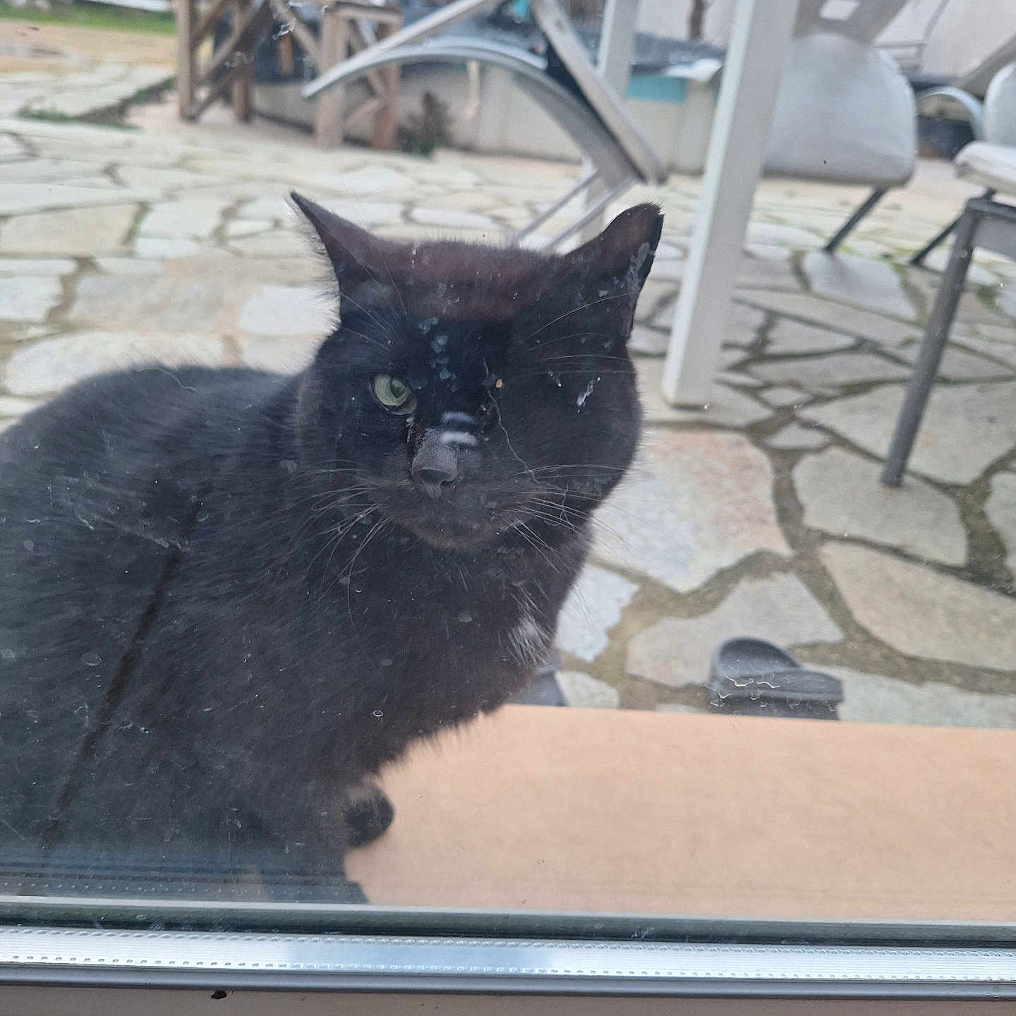 Cookie a rejoint le concours — aidez-le/la à gagner de superbes lots ! animal, architecture, blackcat, building, cat, chair, flagstone, furniture, horse, house, housing, manx, outdoors, path, patio, pet, porch, shelter, slate, walkway