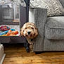Cooper joined the competition — help win amazing prizes! dog, couch, playpen, wooden_floor, toy, pet, living_room, pillow, flower, home_interior, curly_fur, shy, peek, gray_furniture, indoor, cozy, decor, pet_tag, baby_toys, mesh