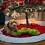 puppy, dog, christmas_tree, christmas_lights, ornament, red_ribbon, tree_skirt, plush_toy, green_toy, holiday, festive, indoor, wooden_floor, decorations, snowflake_ornament, pet, cute, furry, relaxed, cozy