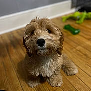 Cooper joined the competition — help win amazing prizes! dog, puppy, fluffy, curly_fur, indoor, wooden_floor, toy, green_toy, pet, cute, animal, looking_up, small_dog, flooring, domestic_animal, young_dog, canine, companion, sitting, curious