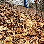 Cooper joined the competition — help win amazing prizes! dog, puppy, autumn_leaves, leaf_litter, outdoor, fence, chain_link_fence, house, blurred_background, brown_leaves, yellow_leaves, curly_fur, cute, pet, nature, fall, young_dog, animal, resting, cozy