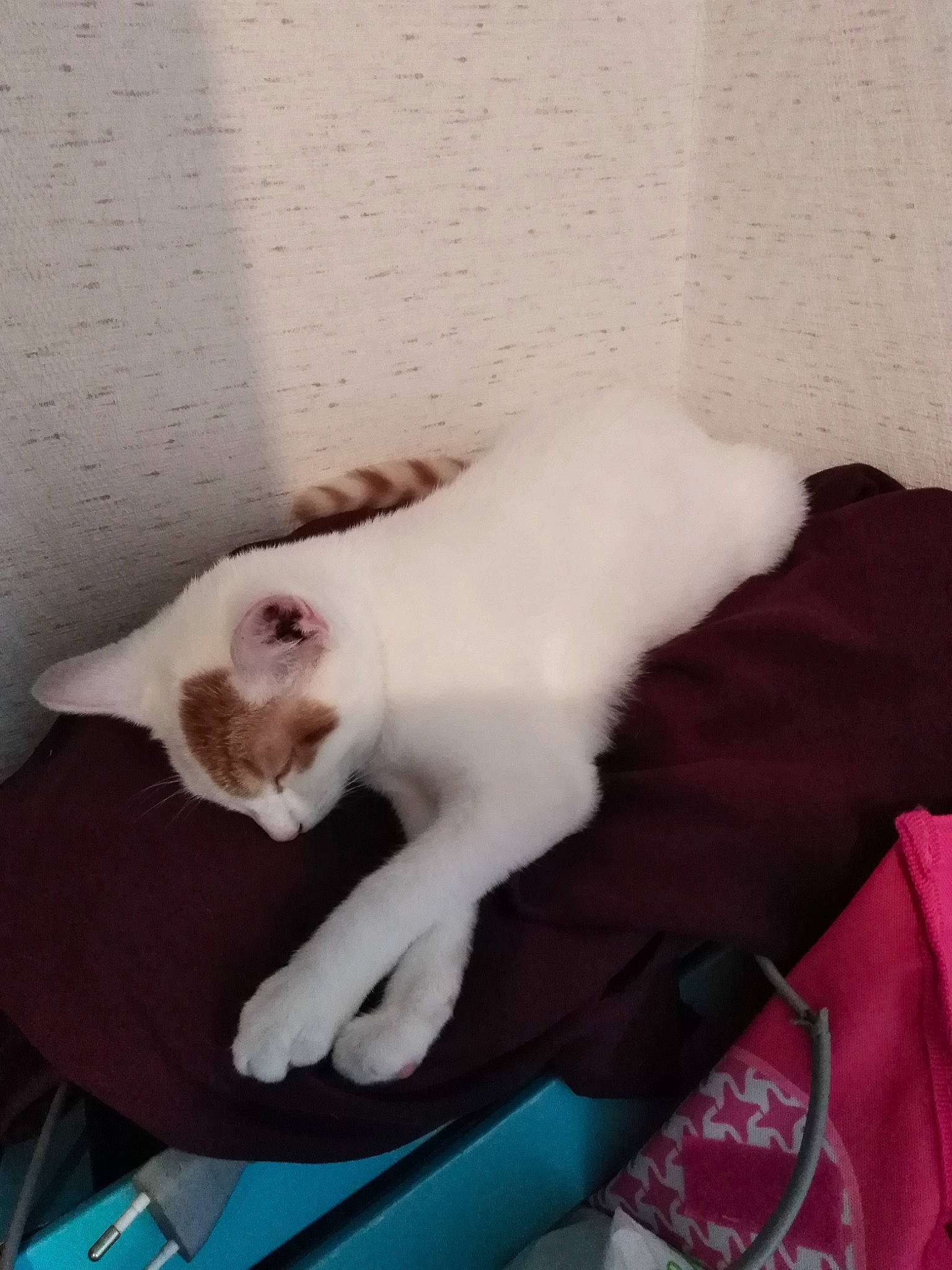 Angela participe au concours pour gagner de l'argent avec cette photo : carmine, carnivore, cat, claw, comfort, domestic_short_haired_cat, fawn, felidae, foot, fur, linens, nap, pattern, paw, room, small_to_medium_sized_cats, snout, tail, whiskers, wood