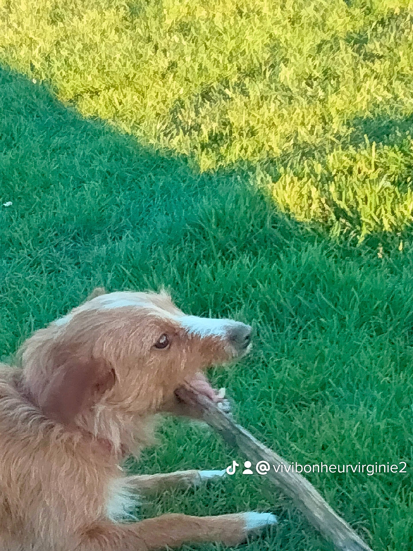 Chien Lilou a rejoint le concours — aidez-le/la à gagner de superbes lots ! canidae, carnivore, companion_dog, dog, dog_breed, fawn, fur, garden_hose, grass, grassland, groundcover, liver, people_in_nature, plant, snout, sporting_group, tail, terrestrial_animal, water, working_animal