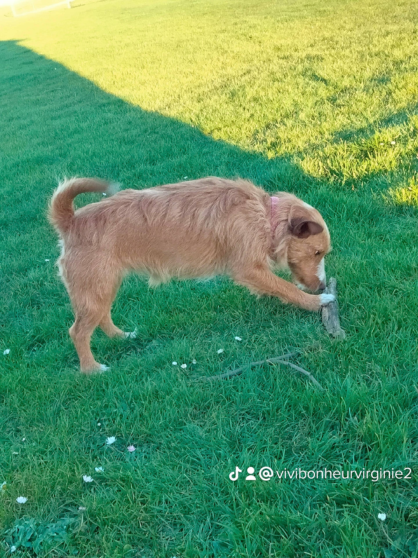 Chien Lilou participe au concours pour gagner de l'argent avec cette photo : carnivore, companion_dog, dog, dog_breed, fawn, grass, grass_family, grassland, grazing, groundcover, landscape, lawn, liver, pasture, plant, prairie, sporting_group, tail, terrestrial_animal, working_animal
