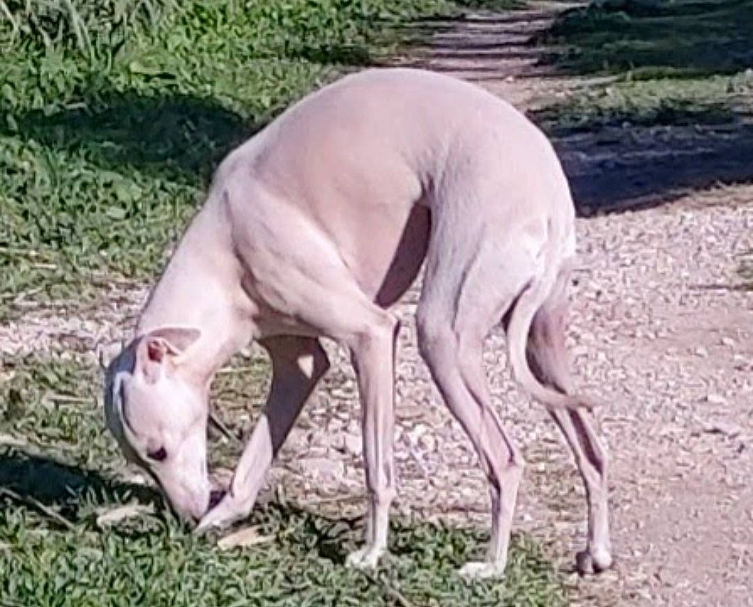 Célestine participe au concours pour gagner de l'argent avec cette photo : canidae, carnivore, companion_dog, dog, dog_breed, fawn, grass, gun_dog, hunting_dog, liver, non_sporting_group, paw, plant, sighthound, sporting_group, sports, tail, terrestrial_animal, working_animal