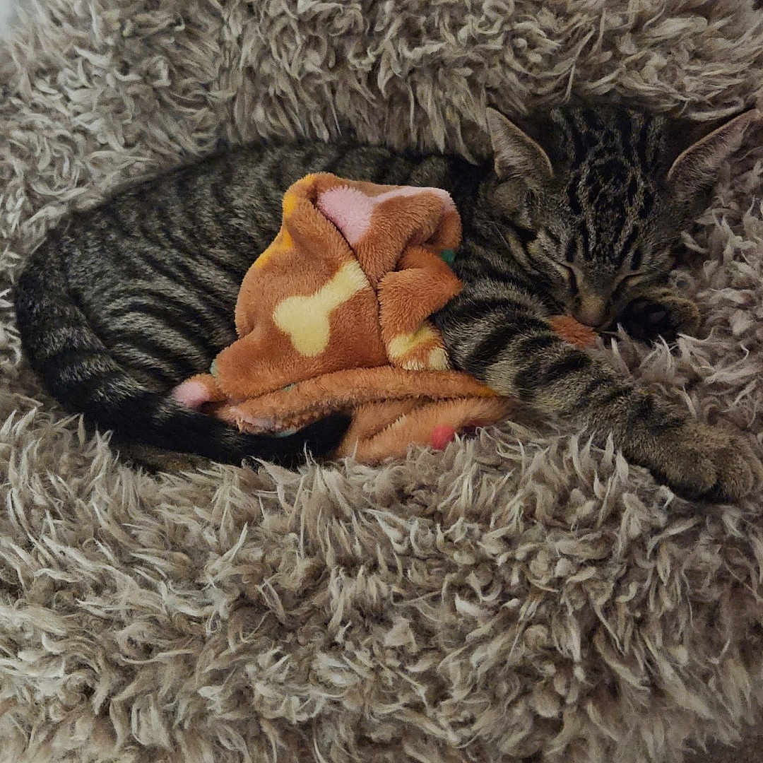 Câline participe au concours pour gagner de l'argent avec cette photo : animal, ball, blanket, canine, cat, clothing, couch, cushion, dog, fur, furniture, homedecor, kitten, person, pet, pillow, plush, puppy, sleeping, toy