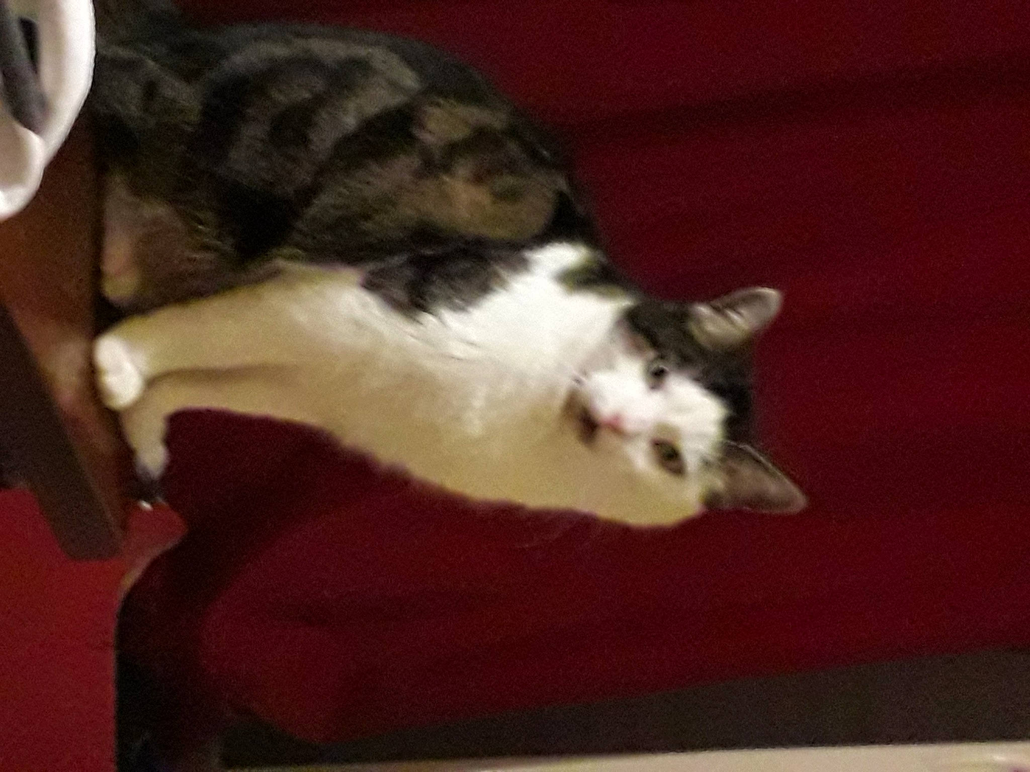 Sako participe au concours pour gagner de l'argent avec cette photo : carmine, carnivore, cat, cloud, comfort, domestic_short_haired_cat, felidae, flooring, fur, hardwood, paw, room, small_to_medium_sized_cats, tail, whiskers, wood