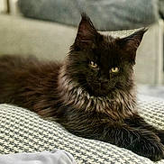 Barbouille a rejoint le concours — aidez-le/la à gagner de superbes lots ! cat, black_cat, fluffy, pet, animal, indoor, cushion, furniture, relaxing, lying_down, eyes, ears, whiskers, mammal, domestic_animal, cozy, portrait, cute, feline, resting