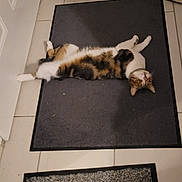 Nala a rejoint le concours — aidez-le/la à gagner de superbes lots ! cat, indoor, mat, tile_floor, stretching, relaxed, pet, fur, animal, curious, home, domestic, floor, carpet, white, brown, black, tabby, looking, laying_down