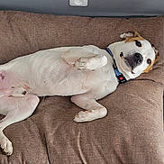 Rocky a rejoint le concours — aidez-le/la à gagner de superbes lots ! dog, pet, lying_down, brown_cushion, indoor, floor_tile, potted_plant, side_table, white_and_brown_dog, collar, relaxed, looking_at_camera, four_legs, tail, snout, ears, fur, home, cozy, resting