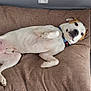 dog, pet, lying_down, brown_cushion, indoor, floor_tile, potted_plant, side_table, white_and_brown_dog, collar, relaxed, looking_at_camera, four_legs, tail, snout, ears, fur, home, cozy, resting