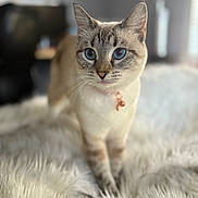 Toast is registered to the contest to win money with this photo: animal, blue_eyes, blurred_background, cat, close_up, collar, curious, domestic_cat, ears, feline, fluffy_rug, focus, indoor, pet, portrait, soft_light, standing, striped_fur, whiskers, white_fur