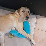 Nox a rejoint le concours — aidez-le/la à gagner de superbes lots ! animal, canine, comfort, companionship, cute, dog, domestic, floor, home, indoor, laying_down, light_brown, mat, pet, plush_toy, relaxed, resting, tennis_ball, tiled_floor, toy