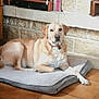 animal, bed, canine, collar, companion, dog, domestic_animal, floor, floor_tiles, home, household, indoor, living_room, mammal, pet_bed, relaxed, resting, stone_wall, tan_dog, wooden_furniture