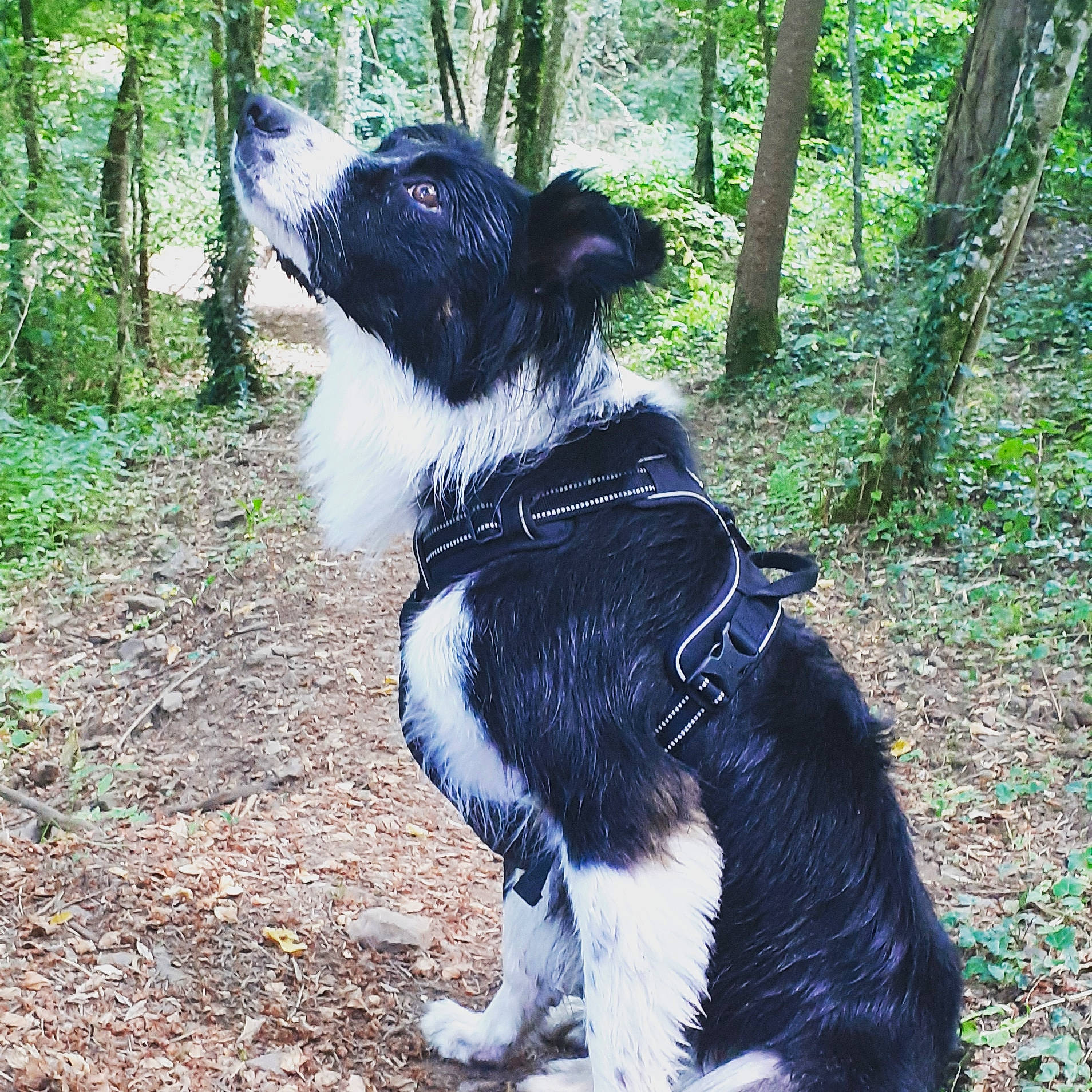 Max a rejoint le concours — aidez-le/la à gagner de superbes lots ! border_collie, canidae, carnivore, collar, companion_dog, dog, dog_breed, dog_collar, electric_blue, fashion_accessory, forest, fur, grass, plant, snout, sporting_group, tail, tree, working_animal, working_dog