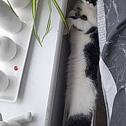 Themis a rejoint le concours — aidez-le/la à gagner de superbes lots ! cat, black_and_white, stretching, bed, plant, windowsill, indoor, cozy, curious, feline, relaxed, houseplant, decor, white, black, fur, pet, resting, narrow_space, home
