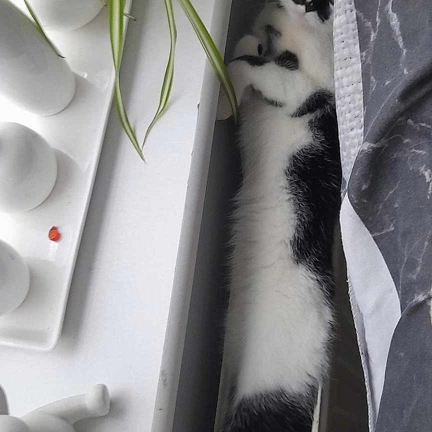 Themis a rejoint le concours — aidez-le/la à gagner de superbes lots ! cat, black_and_white, stretching, bed, plant, windowsill, indoor, cozy, curious, feline, relaxed, houseplant, decor, white, black, fur, pet, resting, narrow_space, home